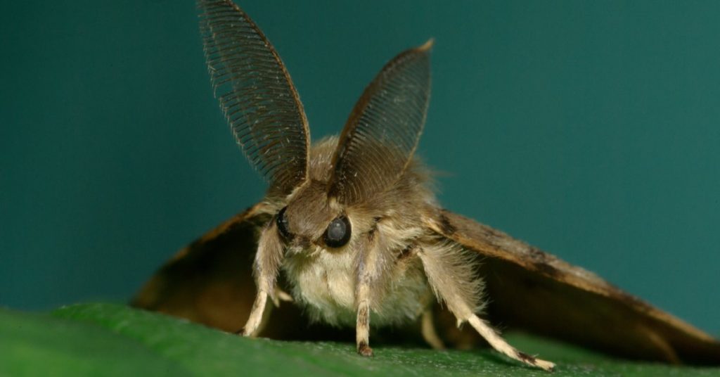5 Invasive Bug Species Wreaking Havoc In New Jersey, Gypsy Moth