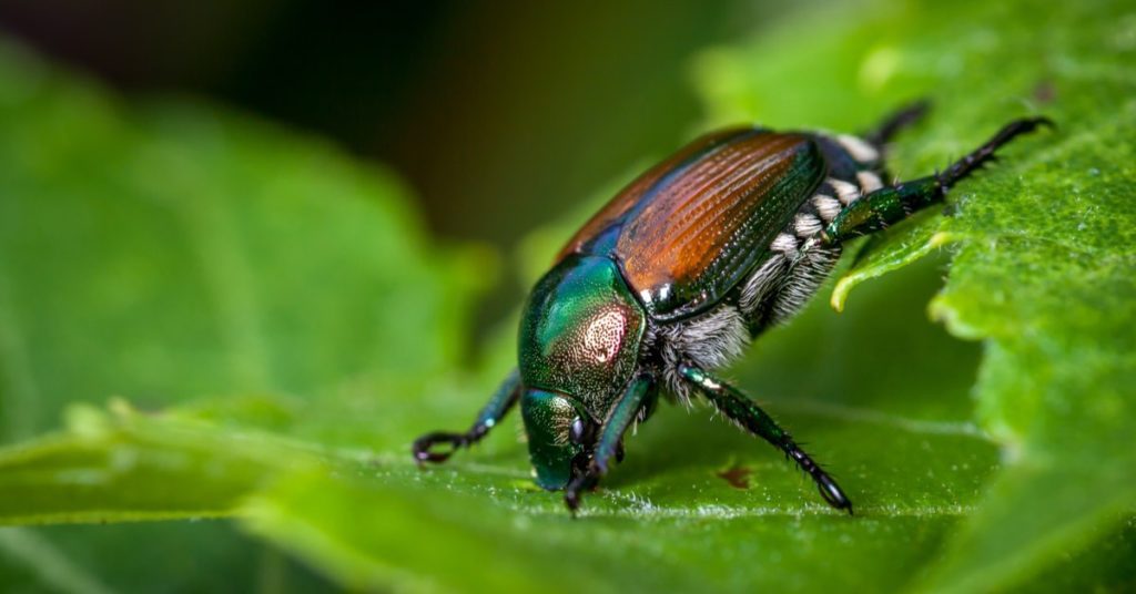 5 Invasive Bug Species Wreaking Havoc In New Jersey, Japanese Beetle
