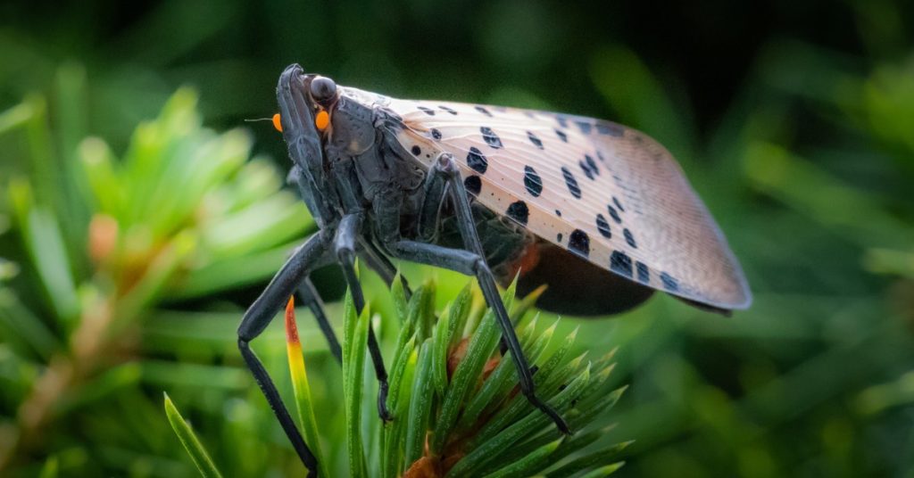 5 Invasive Bug Species Wreaking Havoc In New Jersey, Spotted Lanternfly