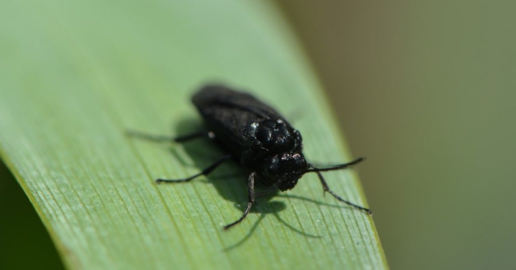 7 Common Insect Bites, Identify And Treatment, Black Fly