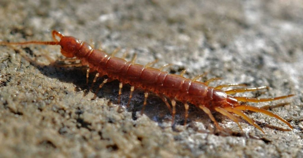 Centipede And Millipede Removal, Control
