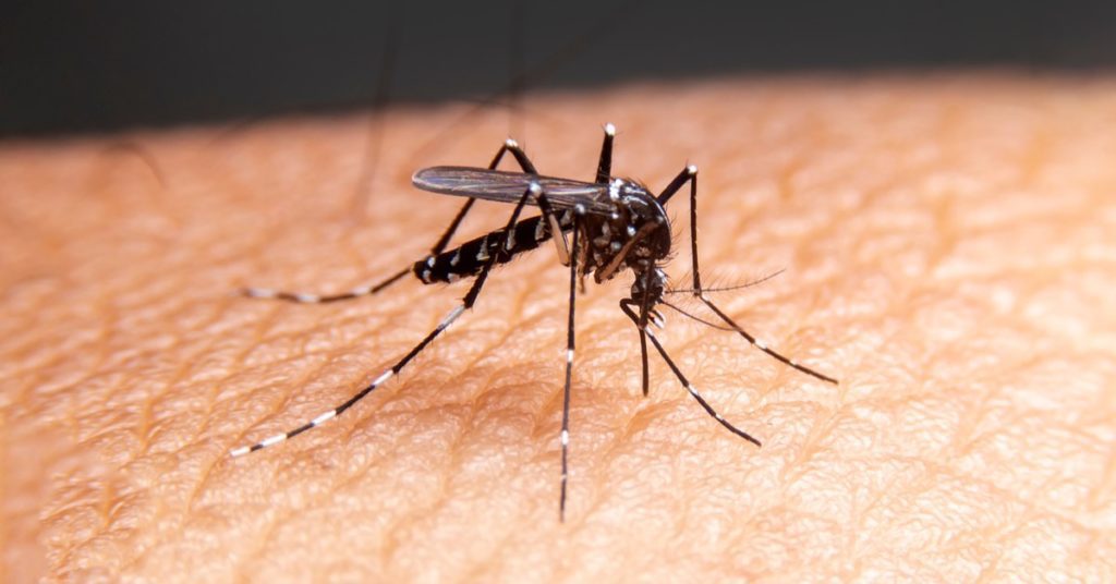 7 Common Insect Bites, Identify, Treat And Prevent 5 7 Common Insect Bites, Identify And Treatment, Mosquito