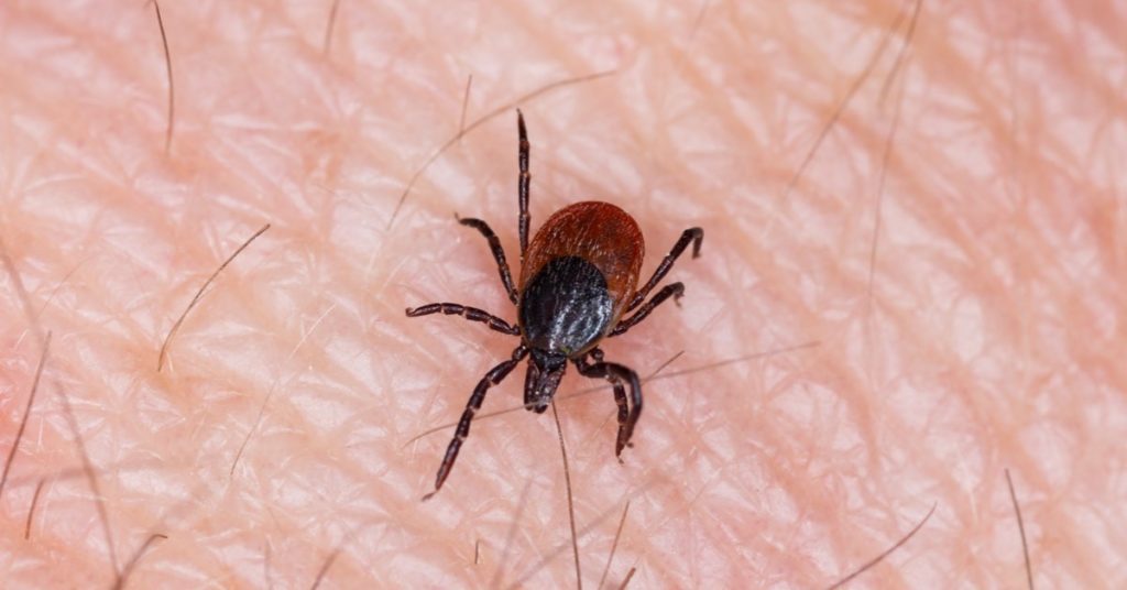 7 Common Insect Bites, Identify And Treatment, Ticks
