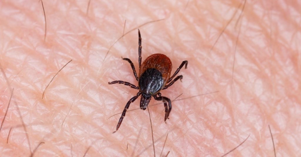 Spider bites: Identification and treatment