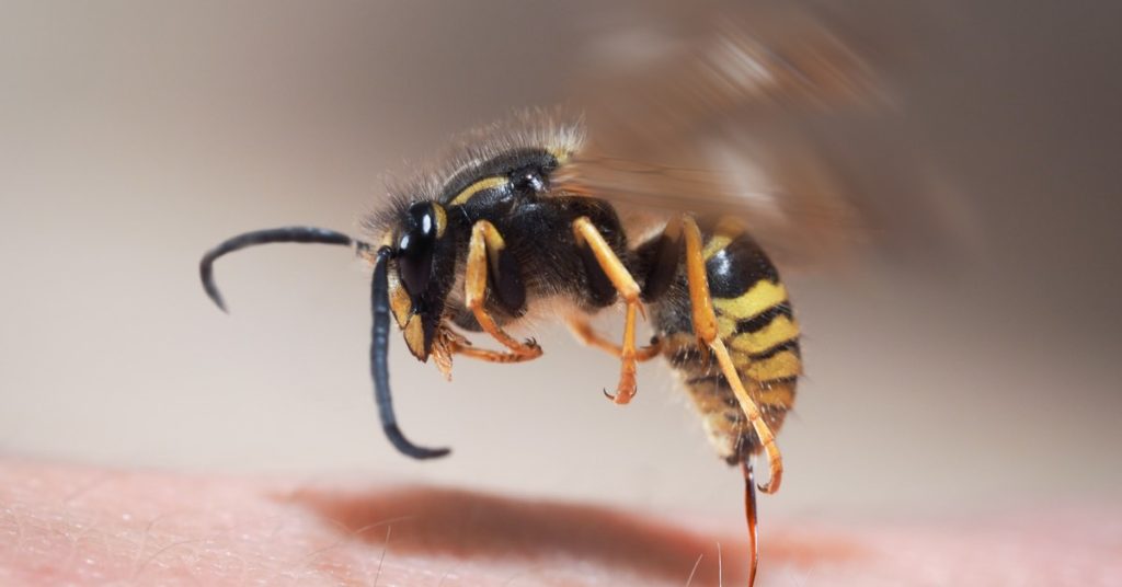 7 Common Insect Bites, Identify And Treatment, Wasps