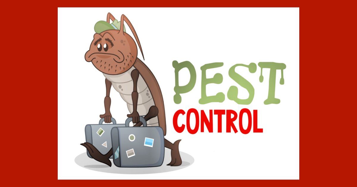 What to do after pest control treatment