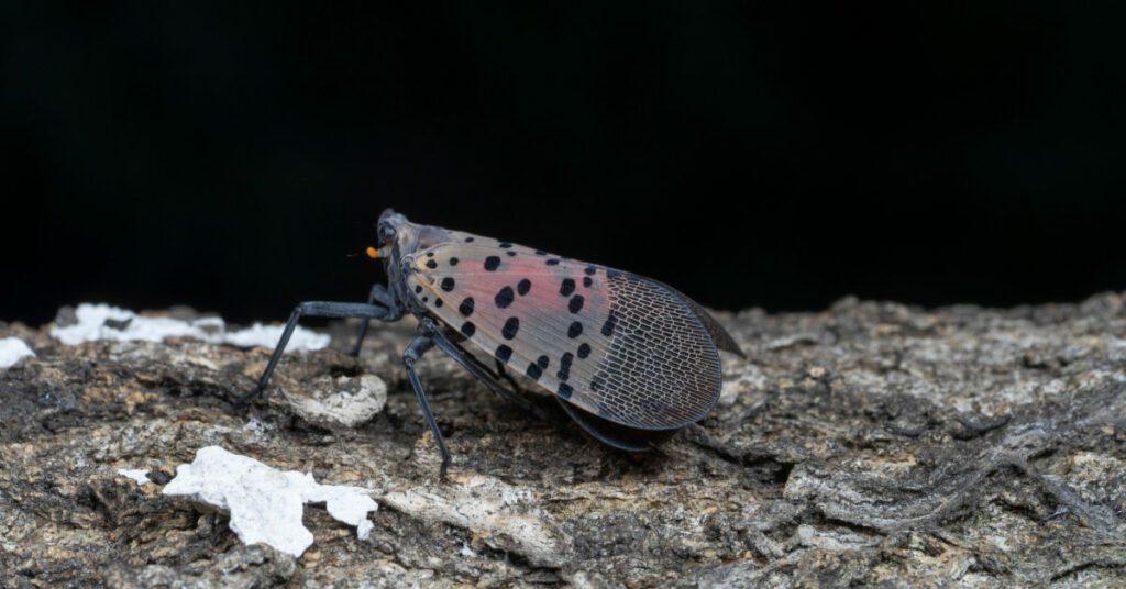 Should You Kill Spotted Lanternflies?