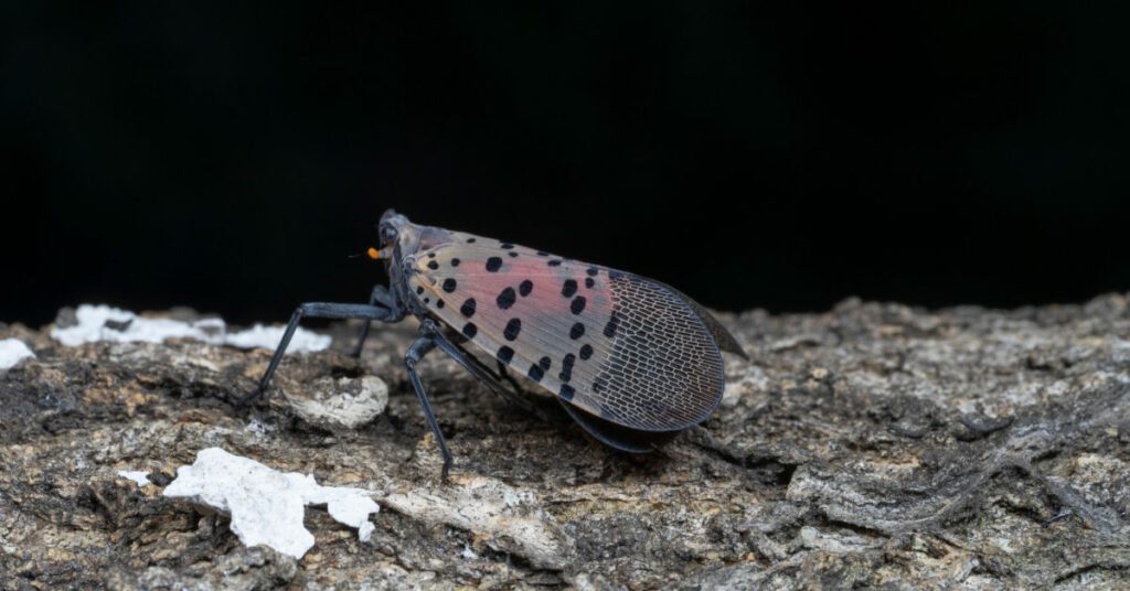 Should You Kill Spotted Lanternflies? 1 Should You Kill Spotted Lanternflies?
