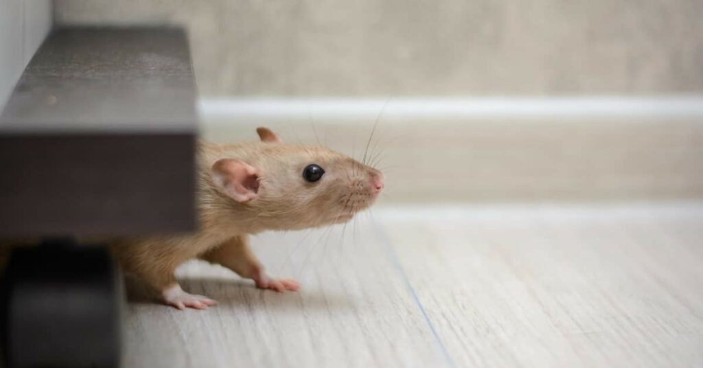 Mice Moving In This Fall: Prevention Tips