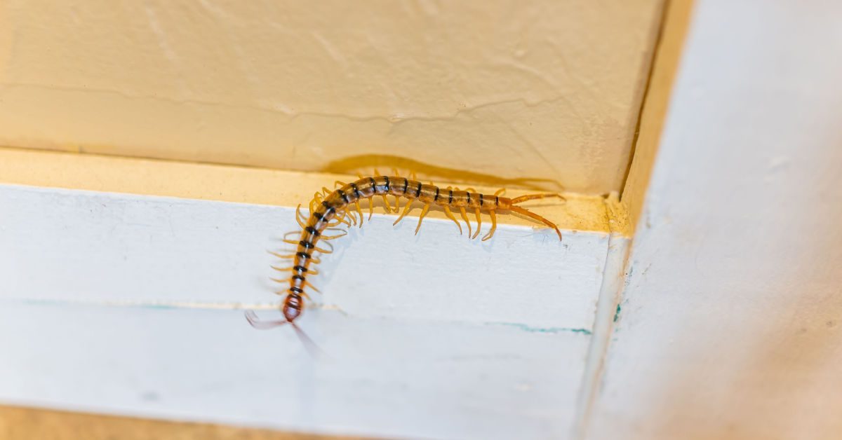 How to get rid of house centipedes.