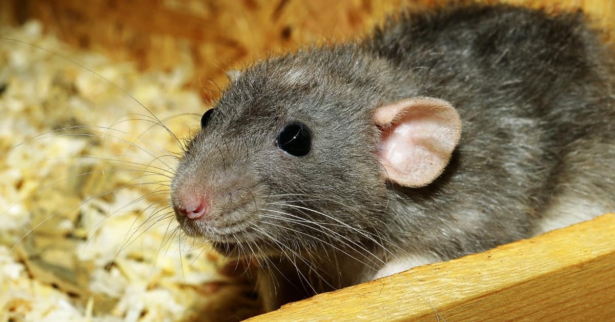 The Impact and Hazards of Rodents