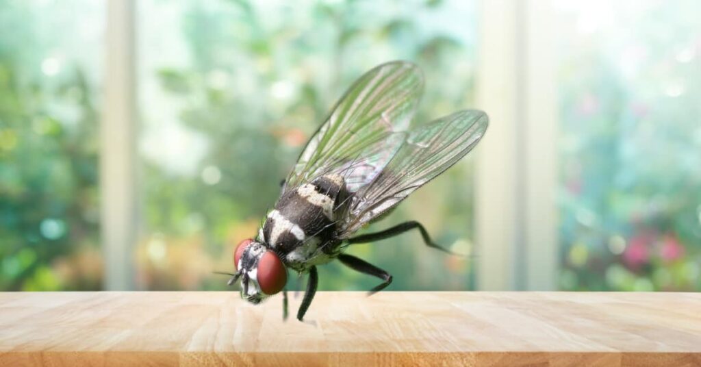 How Weather Affects Insects In Your Home.