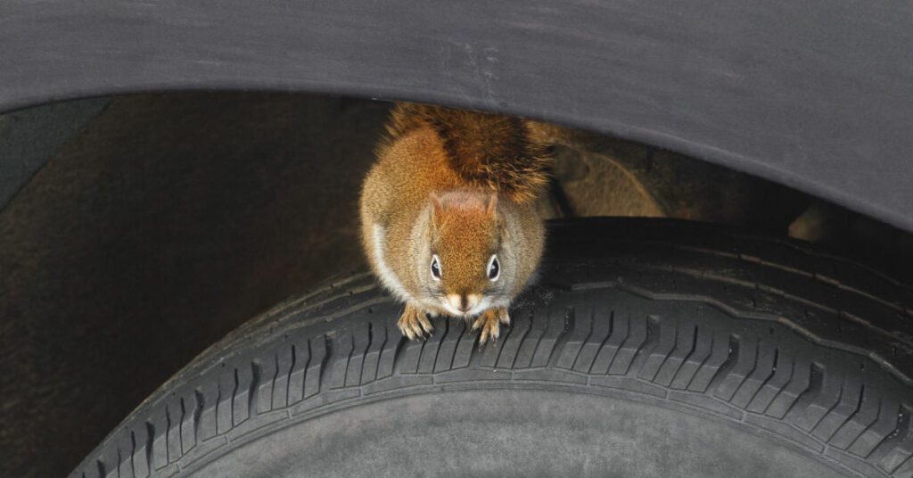 7 Tips To Protect Your Car From Rodents Chewing Car Wiring