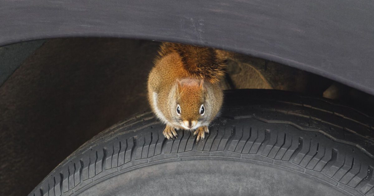 7 Tips To Protect Your Car From Rodents Chewing Wires | NJ Pest Control