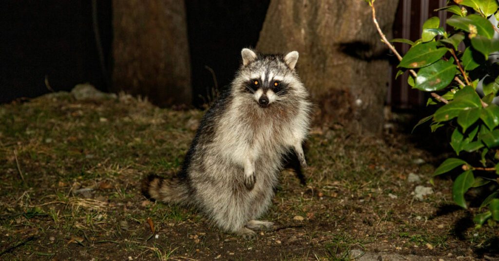 Do All Raccoons Carry The Rabies Virus?