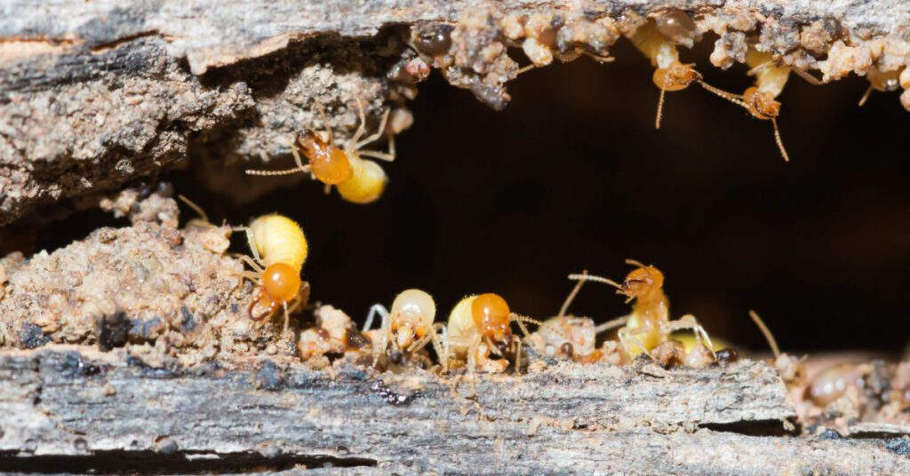 Nj Termite Swarming Season