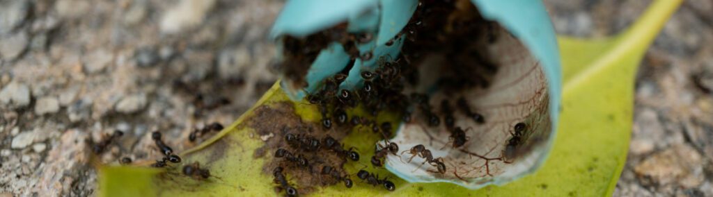 Mt. Olive Exterminator Services, Ants