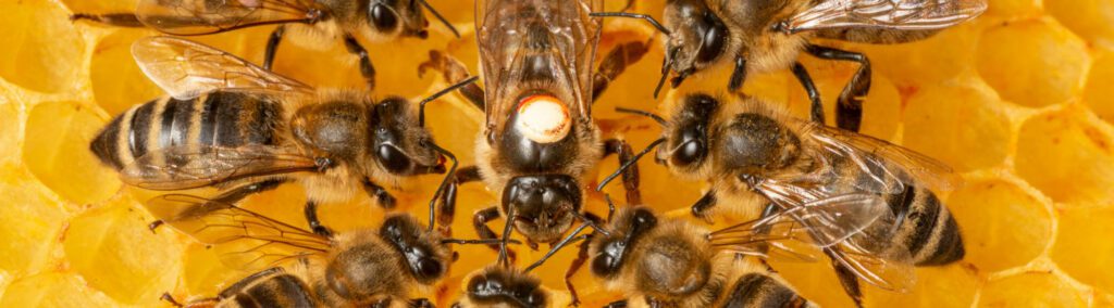 Mendham Nj Exterminator 1 Mendham Nj Exterminator And Pest Control Services