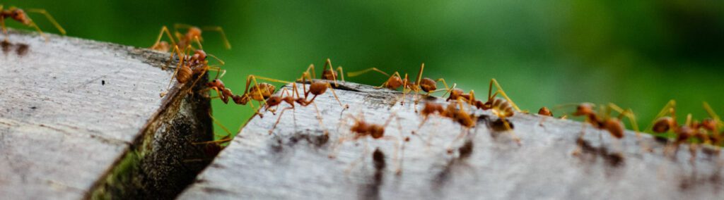 Far Hills Nj Pest Control &Amp; Exterminator Services 1 Far Hills Nj Pest Control And Exterminator