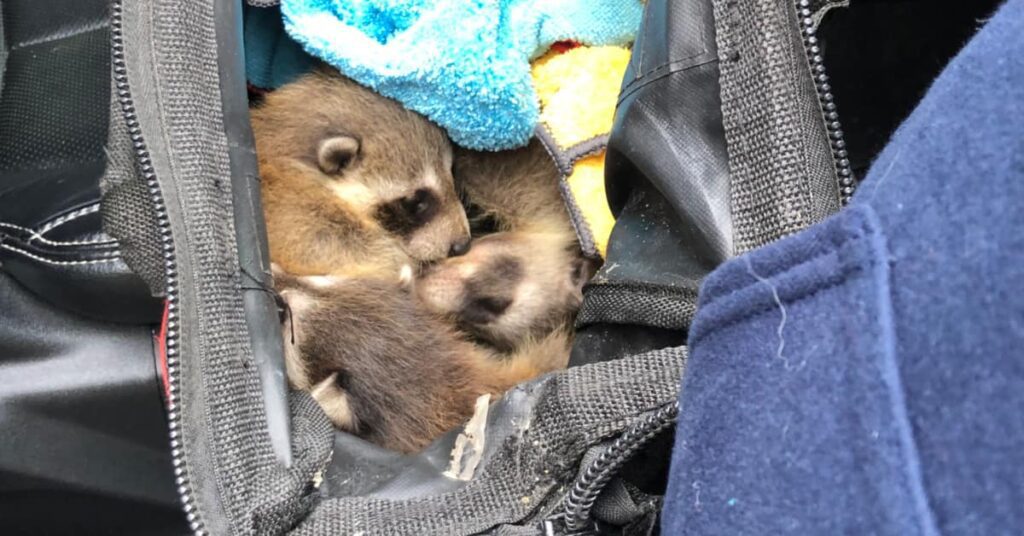 What To Do With A Baby Raccoon 2