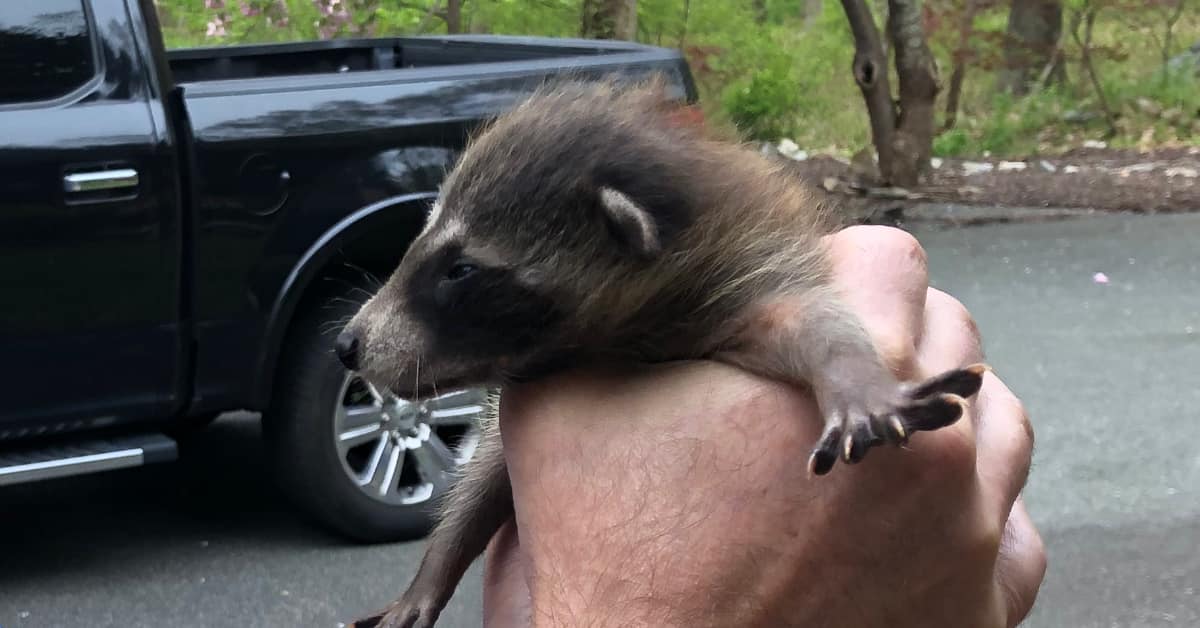What to do with a baby raccoon?