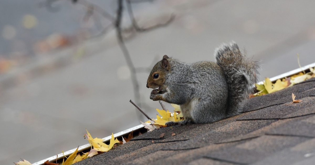 What Problems Do Grey Squirrels Cause?