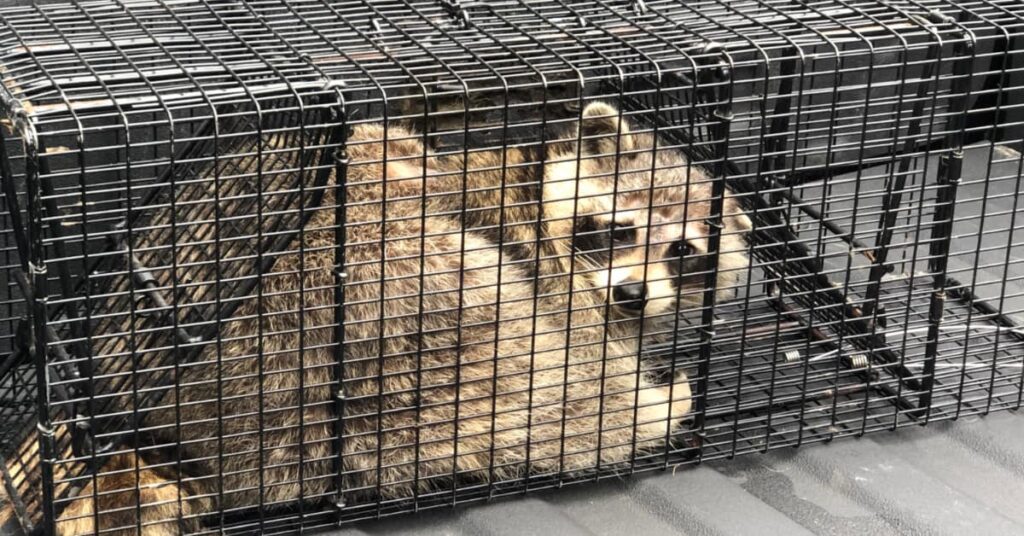 What To Do With A Baby Raccoon 1 What To Do With A Baby Raccoon 1
