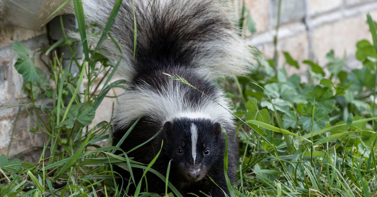How To Get a Skunk Out From Under The House