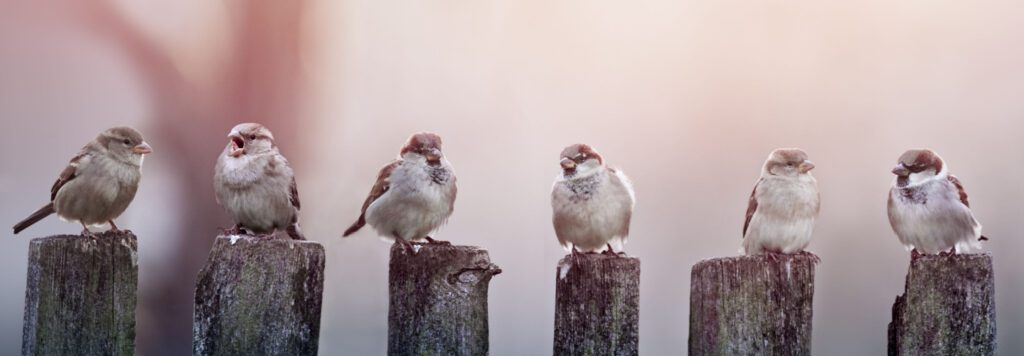 Basking Ridge Nj Wildlife Removal &Amp; Exclusions 1 Basking Ridge Nj Wildlife Removal &Amp; Exclusion Services