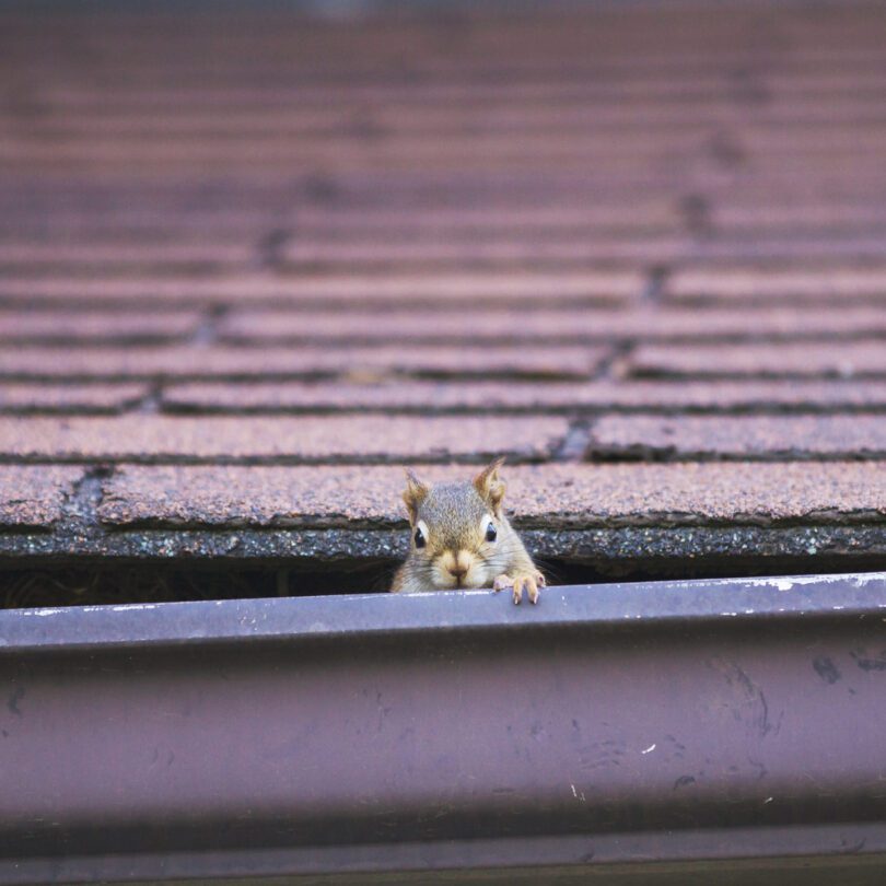 Basking Ridge Nj Wildlife Removal &Amp; Exclusions 2 Basking Ridge Nj Wildlife Removal &Amp; Exclusion Services