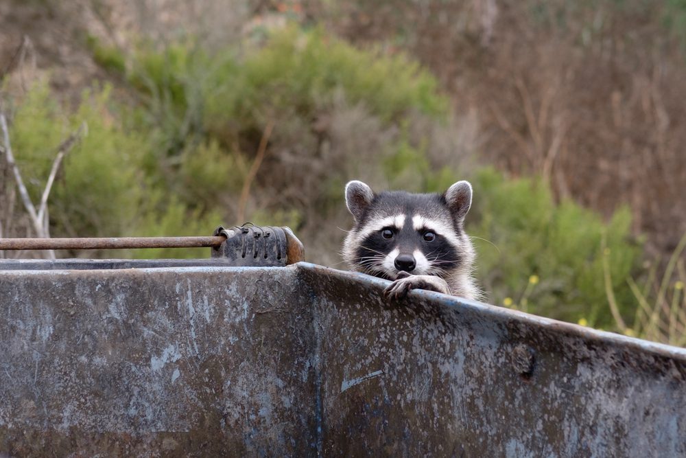 What To Do If You Encounter A Raccoon On Your Property 1 What To Do If You Encounter A Raccoon On Your Property