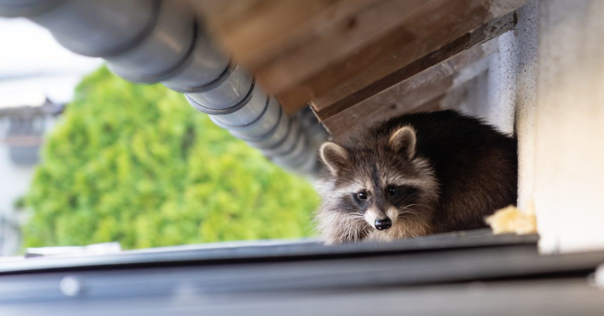 What To Do If You Encounter a Raccoon On Your Property