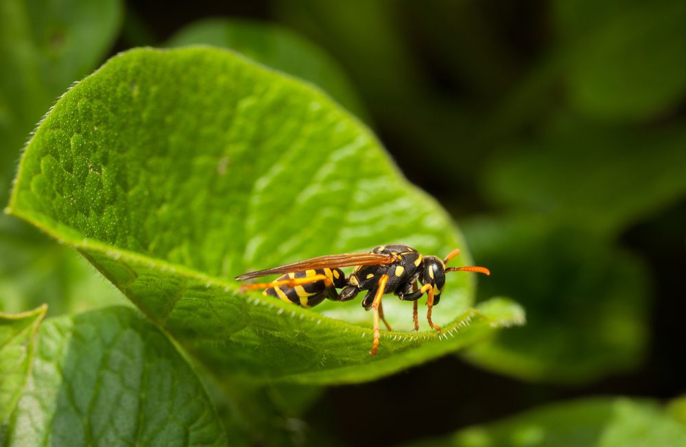 Understanding the Integral Role of Wasps in Pest Control and Gardening