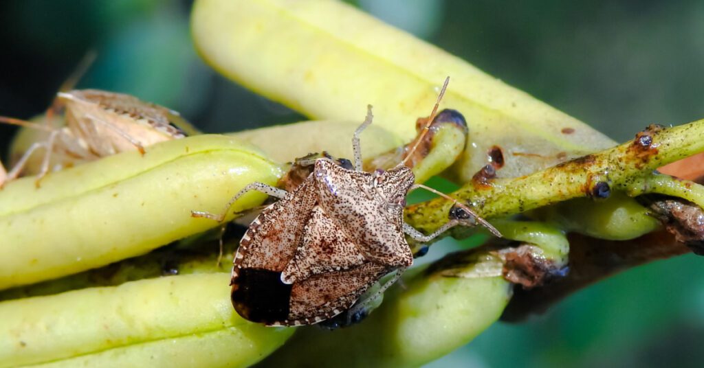 Stink Bugs Identification And Prevention