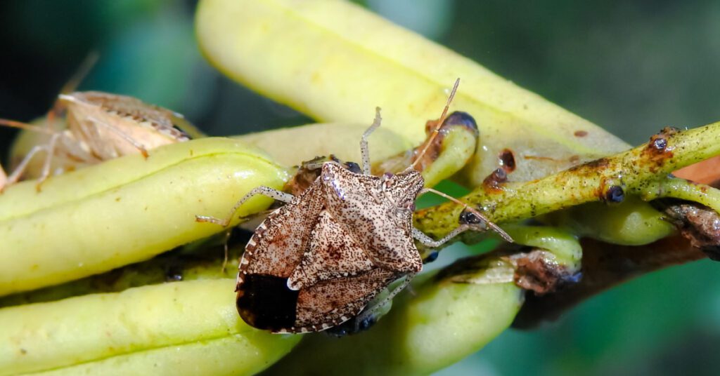 Stink Bugs Guide To Identification &Amp; Prevention 1 Stink Bugs Identification And Prevention