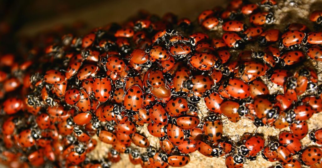 3 Fall Bugs To Watch Out For In New Jersey, Ladybugs