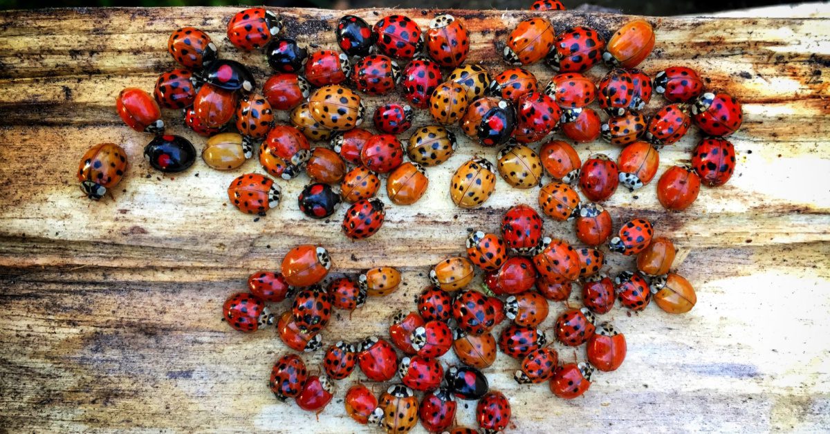How to Get Rid of Ladybugs in Your House
