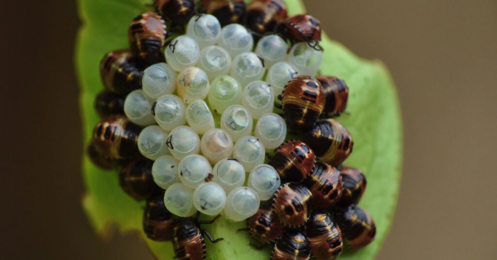 3 Fall Bugs To Watch Out For In New Jersey, Stink Bugs