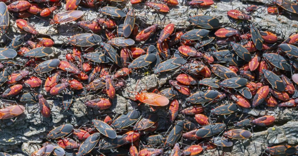 3 Fall Bugs To Watch Out For In New Jersey, Boxelder Bugs