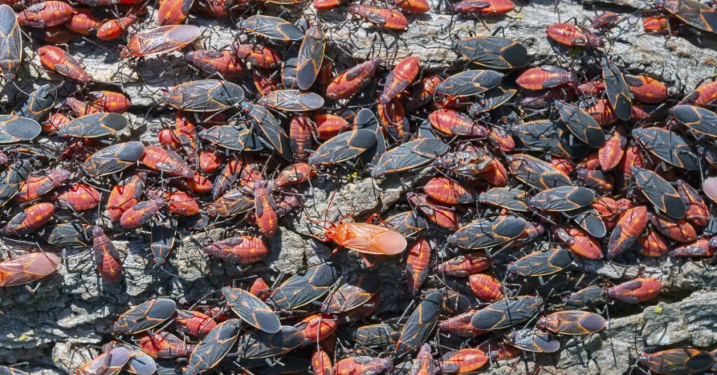 3 Fall Bugs To Watch Out For In New Jersey 3 3 Fall Bugs To Watch Out For In New Jersey, Boxelder Bugs