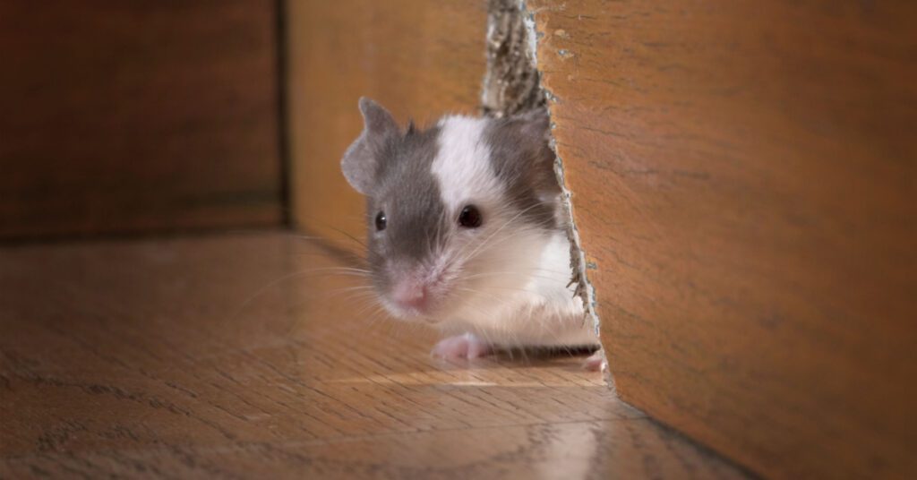 Identifying Rodents: Sounds, Droppings And Other Signs