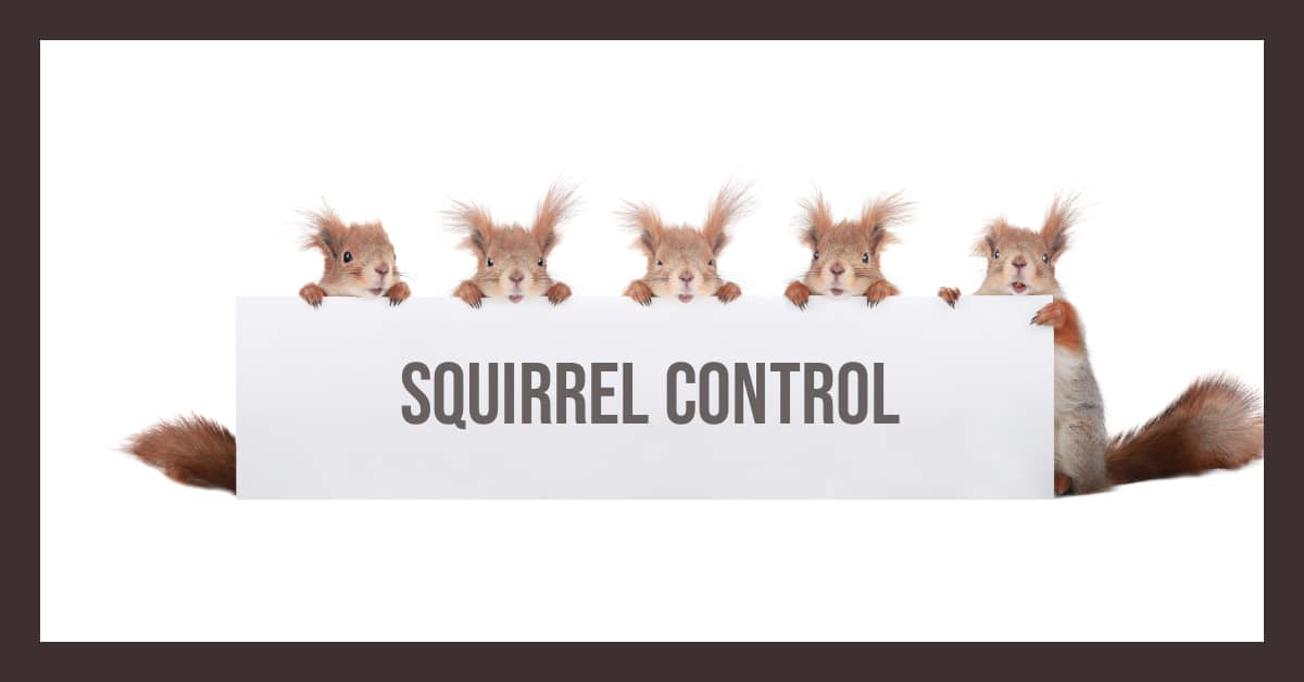 Squirrel Control Handbook: Removal & Prevention