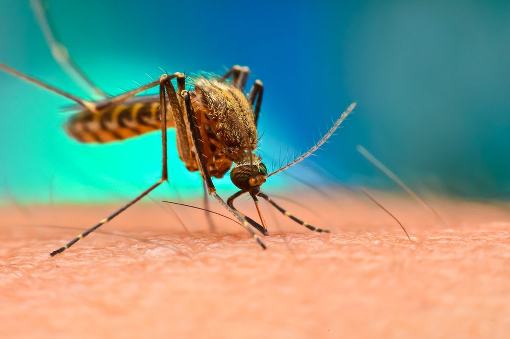 Do Warm Winters Mean More Bugs? Mosquito