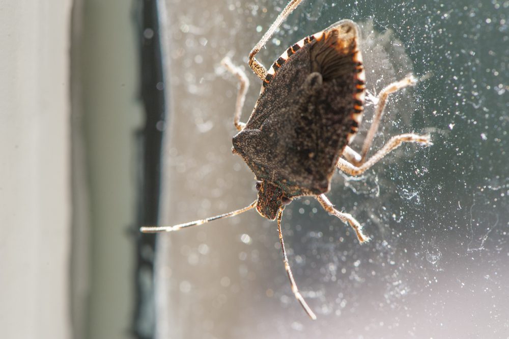 Do Warm Winters Mean More Bugs?