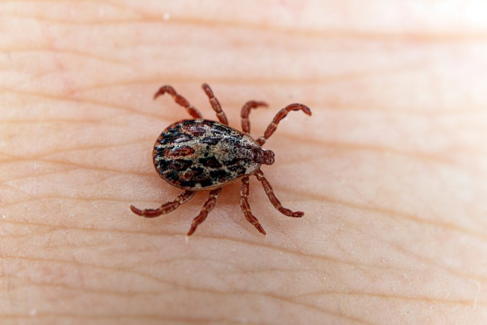 Do Warm Winters Mean More Bugs?, Ticks