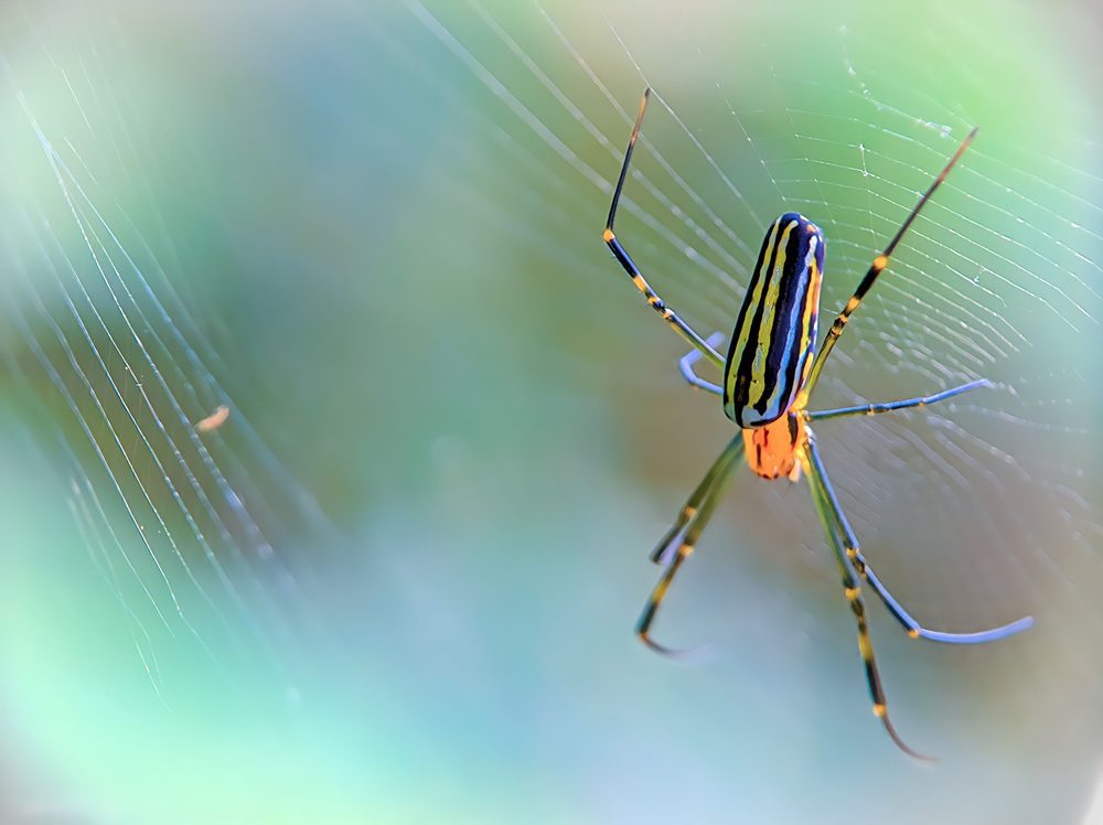 Giant Venomous Flying Spiders Coming To Nj