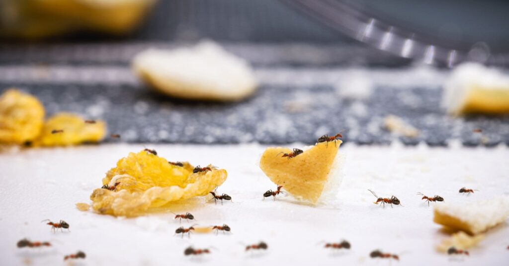 7 Strategies: Preventing Ant Infestation In Spring 1