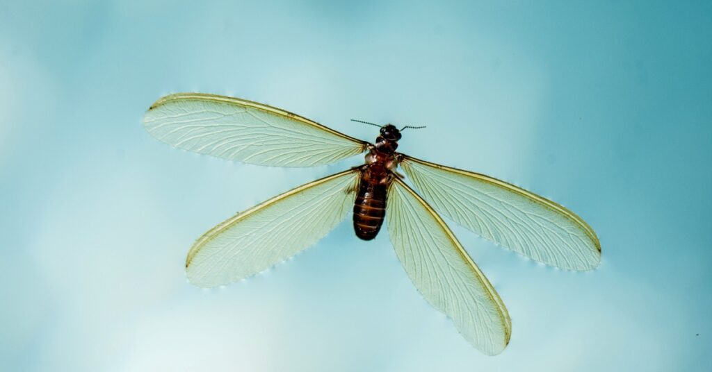 Guide To A Flying Termite Infestation 1 Guide To A Flying Termite Infestation