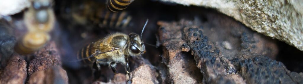 Denville Nj Pest Control And Exterminator Services 1 Denville Nj Pest Control &Amp; Exterminator Services