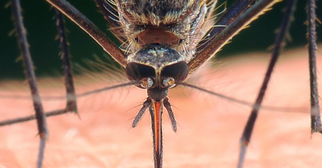 Denville Nj Pest Control And Exterminator Services 3 Denville Nj Pest Control &Amp; Exterminator Services, Mosquitoes
